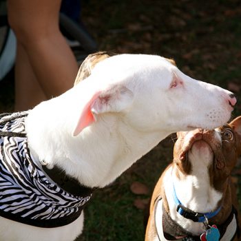 2017_zebra_walk_pict19